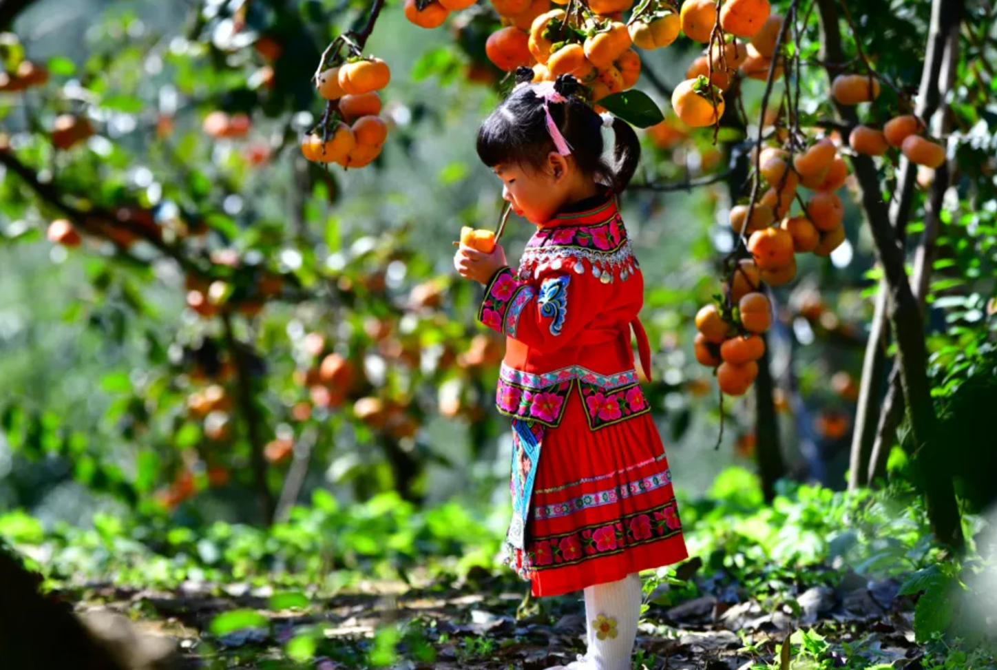 QQ截图20241120113311.png