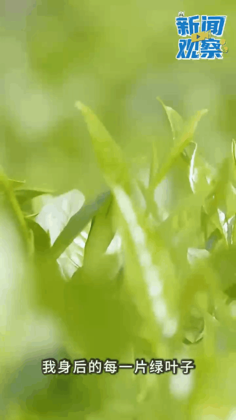 tutieshi_480x853_4s.gif